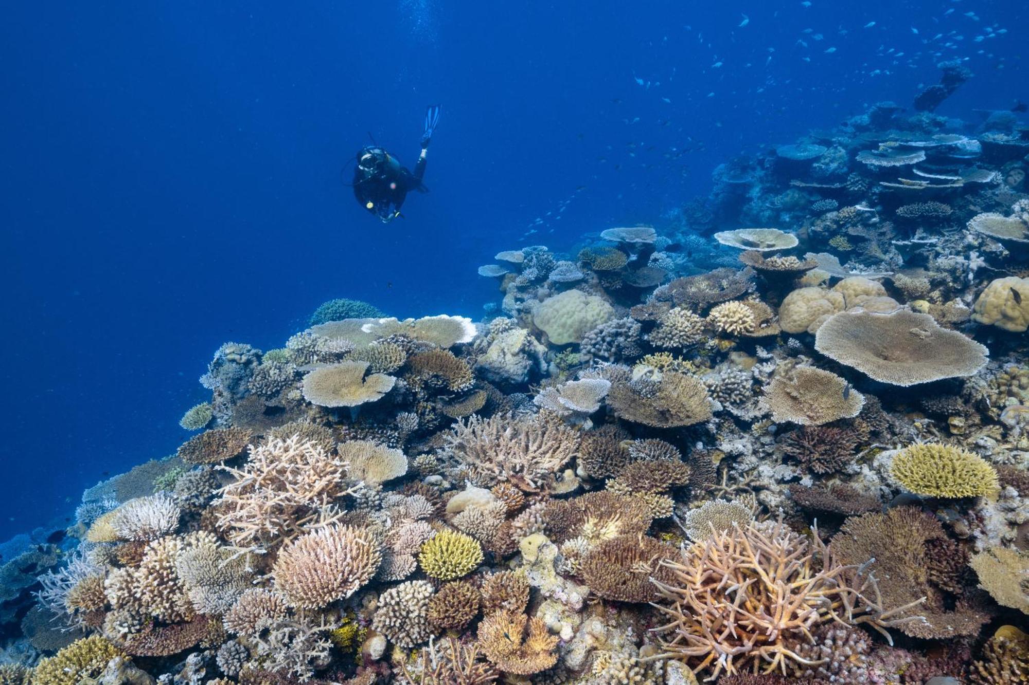 Hotel Park Hyatt Maldives Hadahaa Kondey Esterno foto